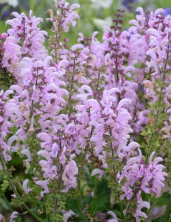 Menu Ballerina Pink Salvia