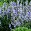 Menu Crystal Blue Salvia -Outlet Holland Bulb Farms Store 77552