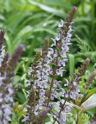Menu Crystal Blue Salvia 4 Menu Crystal Blue Salvia - Image 2