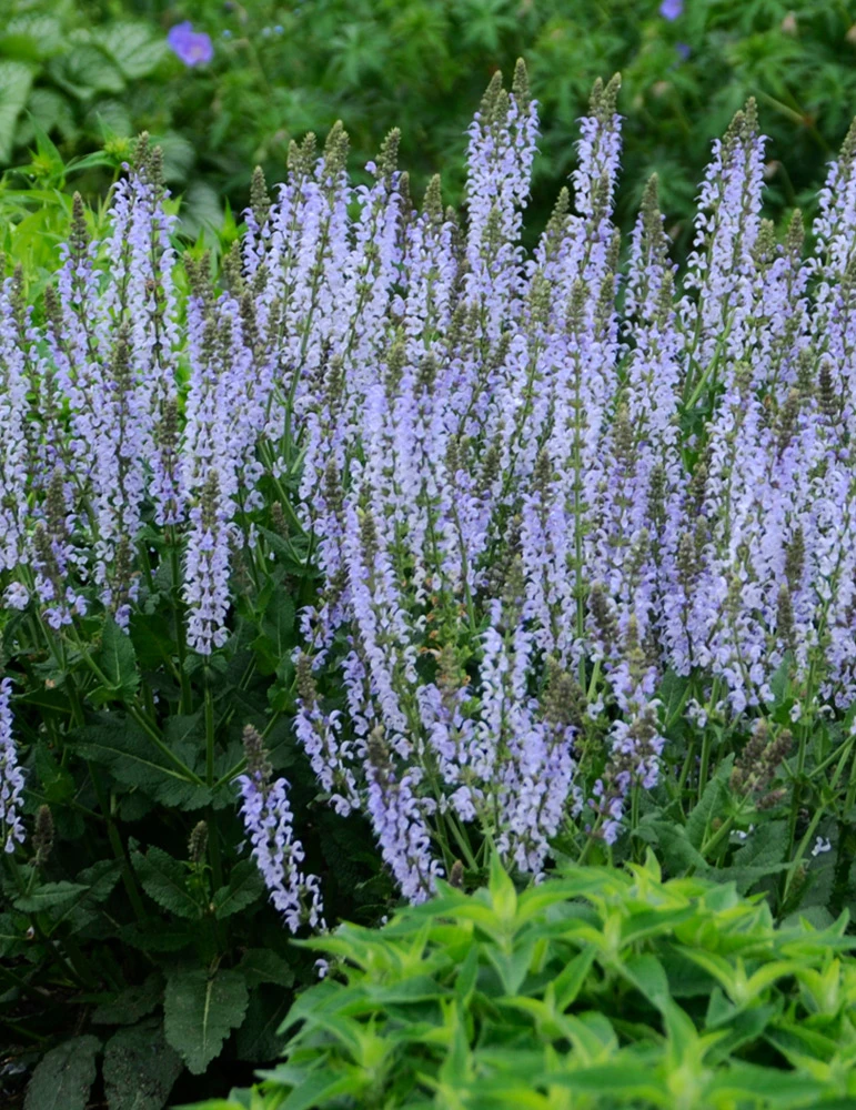 Menu Crystal Blue Salvia 3 Menu Crystal Blue Salvia