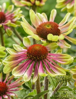 Menu Green Twister Coneflower -Outlet Holland Bulb Farms Store 77558 echinacea green twister 2