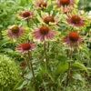 Menu Green Twister Coneflower