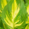 Menu Lakeside Paisley Print Hosta -Outlet Holland Bulb Farms Store 77567 hosta lakeside paisley print