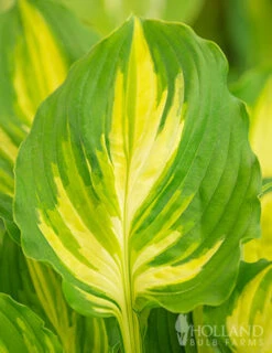 Menu Lakeside Paisley Print Hosta