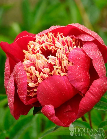 Menu Charles Burgess Peony 4 Menu Charles Burgess Peony - Image 2