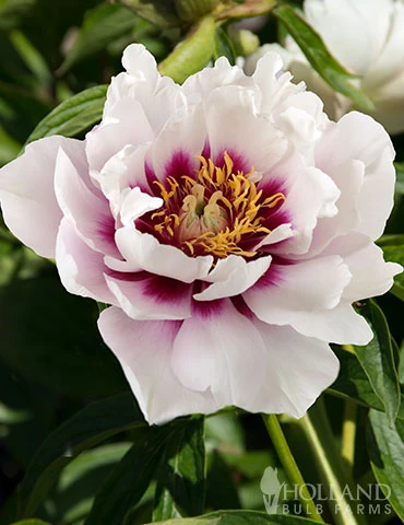 Menu Cora Louise Itoh Hybrid Peony 4 Menu Cora Louise Itoh Hybrid Peony - Image 2