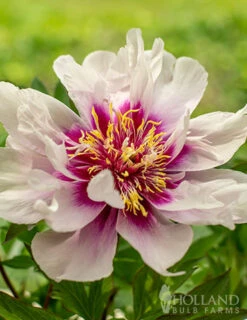 Menu Cora Louise Itoh Hybrid Peony 10 Menu Cora Louise Itoh Hybrid Peony -Outlet Holland Bulb Farms Store 77570 cora louise peony 6