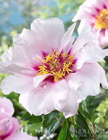 Menu Cora Louise Itoh Hybrid Peony 3 Menu Cora Louise Itoh Hybrid Peony