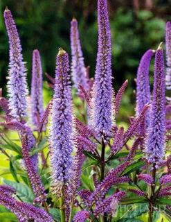 Menu Pollinator Pleaser Perennial Garden Collection -Outlet Holland Bulb Farms Store 77574 veronicastrum virginicum cupid 1