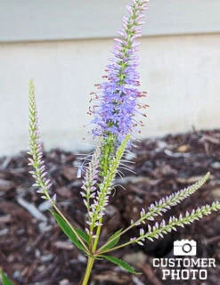 Menu Pollinator Pleaser Perennial Garden Collection -Outlet Holland Bulb Farms Store 77574 veronicastrum virginicum cupid 2 1