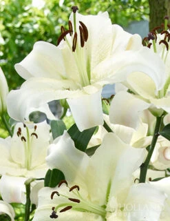 Menu Summer Moonlight Garden Flowers Collection -Outlet Holland Bulb Farms Store 77575 pretty woman orienpet lily 2 1