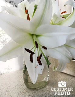 Menu Orienpet Lily Collection -Outlet Holland Bulb Farms Store 77575 pretty woman orienpet lily 3