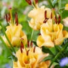 Menu Apricot Fudge Lily -Outlet Holland Bulb Farms Store 77576 lilium apricot fudge