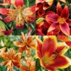 Menu Fiery Hot Lily Collection -Outlet Holland Bulb Farms Store 77580 fiery hot lily collection