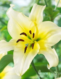 Menu Mixed High-Five Lilies -Outlet Holland Bulb Farms Store 77592 mixed high five lilies 2