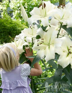 Menu Mixed High-Five Lilies -Outlet Holland Bulb Farms Store 77592 mixed high five lilies 3