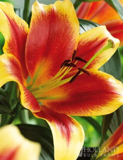 Menu Mixed High-Five Lilies -Outlet Holland Bulb Farms Store 77592 mixed high five lilies 4