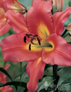 Outlet Holland Bulb Farms Store -Outlet Holland Bulb Farms Store 77592 mixed high five lilies 5