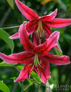 Menu Miss Feya Orienpet Lily 7 Menu Miss Feya Orienpet Lily -Outlet Holland Bulb Farms Store 77594 miss feya orienpet lily 3