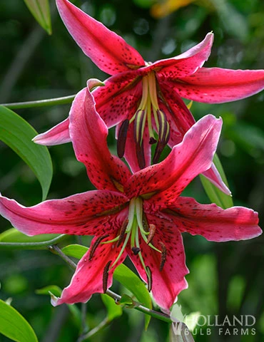 Menu Miss Feya Orienpet Lily 5 Menu Miss Feya Orienpet Lily - Image 3