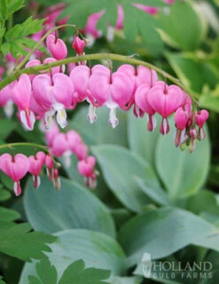 Menu Essential Perennial Garden Collection -Outlet Holland Bulb Farms Store 77597 bleeding hearts
