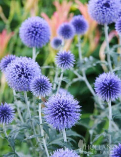 Menu Blue Globe Thistle