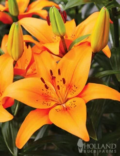 Menu Orange Asiatic Lily