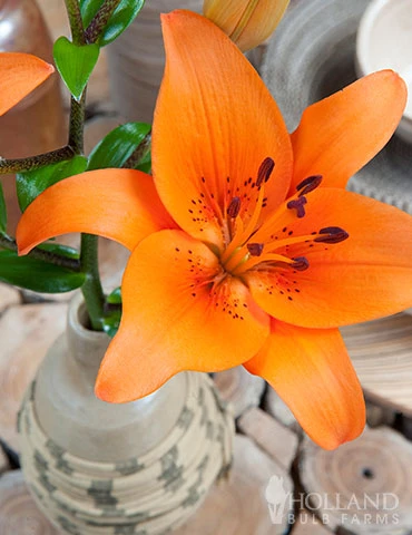 Menu Orange Asiatic Lily 4 Menu Orange Asiatic Lily - Image 2