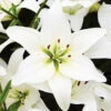 Menu White Asiatic Lily -Outlet Holland Bulb Farms Store 77603 white asiatic lily