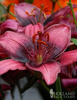Menu Purple Eye Asiatic Lily -Outlet Holland Bulb Farms Store 77604 purple eye asiatic lily 6