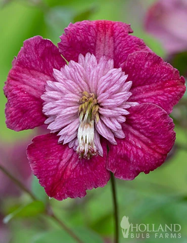 Menu Avant Garde Clematis 3 Menu Avant Garde Clematis