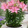 Menu Rozalynn Asiatic Lily -Outlet Holland Bulb Farms Store 77610 rozalynn asiatic lily 2