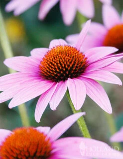 Menu Perennial Pollinator Blend 13 Menu Perennial Pollinator Blend -Outlet Holland Bulb Farms Store 77612 perennial pollinator blend 2