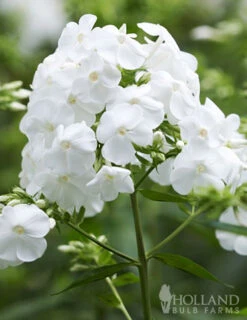 Menu Perennial Pollinator Blend 12 Menu Perennial Pollinator Blend -Outlet Holland Bulb Farms Store 77612 perennial pollinator blend 3