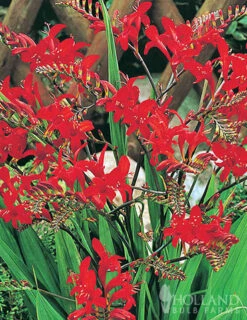 Menu Perennial Pollinator Blend 11 Menu Perennial Pollinator Blend -Outlet Holland Bulb Farms Store 77612 perennial pollinator blend 4