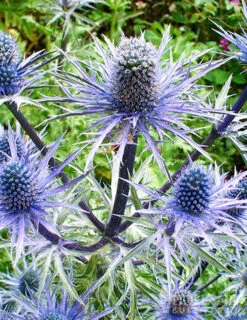 Menu Perennial Pollinator Blend 10 Menu Perennial Pollinator Blend -Outlet Holland Bulb Farms Store 77612 perennial pollinator blend 5