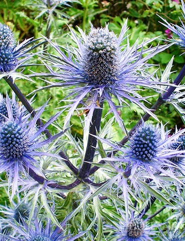 Menu Perennial Pollinator Blend 5 Menu Perennial Pollinator Blend - Image 3