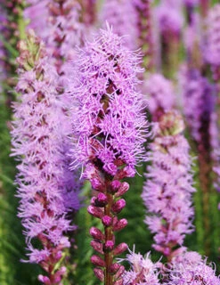 Menu Perennial Pollinator Blend 9 Menu Perennial Pollinator Blend -Outlet Holland Bulb Farms Store 77612 perennial pollinator blend 6