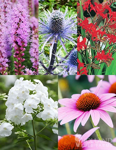 Menu Perennial Pollinator Blend 3 Menu Perennial Pollinator Blend