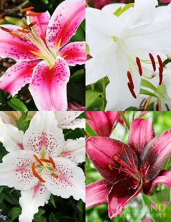 Menu Pink And Purple Star Lily Collection