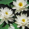 Menu White Water Lily