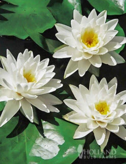 Menu White Water Lily