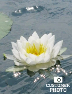 Menu White Water Lily -Outlet Holland Bulb Farms Store 78101 white water lily 3