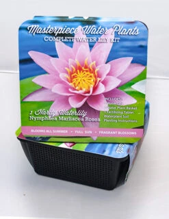 Menu Pink Water Lily -Outlet Holland Bulb Farms Store 78102 pink water lily 2