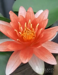 Menu Orange Water Lily