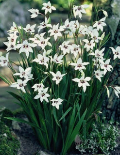 Menu Summer Moonlight Garden Flowers Collection -Outlet Holland Bulb Farms Store 78109 peacock orchid