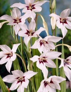 Menu Summer Moonlight Garden Flowers Collection -Outlet Holland Bulb Farms Store 78109 peacock orchid 3