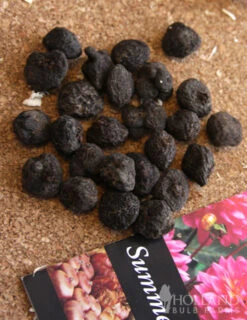 Menu St. Brigid Mix Anemone (Windflower) -Outlet Holland Bulb Farms Store 78110 st brigid mix anemone