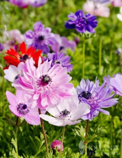 Menu St. Brigid Mix Anemone (Windflower) -Outlet Holland Bulb Farms Store 78110 st brigid mix anemone windflower 3