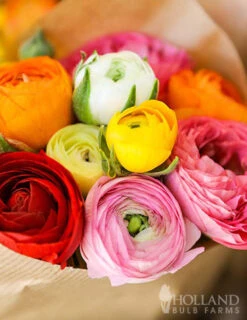 Menu Mixed Tecolote® Ranunculus -Outlet Holland Bulb Farms Store 78111 mixed buttercups 2